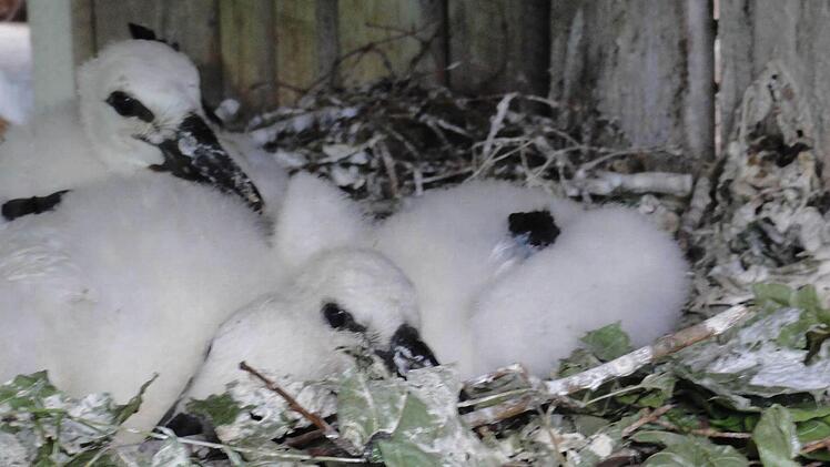 Den Hammelburger Küken geht es gut in der Auffangstation. Sie nehmen beständig zu.  Foto: Christian Merz
