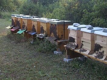 Die Bienen haben müssen derzeit große Anstrengungen auf sich nehmen, damit ihre Stöcke nicht zu heiß werden.  Foto: Petra Malbrich