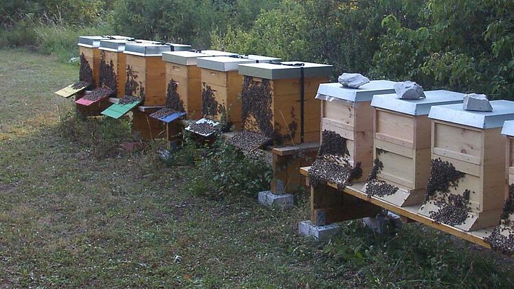 Die Bienen haben müssen derzeit große Anstrengungen auf sich nehmen, damit ihre Stöcke nicht zu heiß werden.  Foto: Petra Malbrich