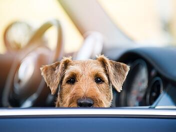 AdobeStock_puppy