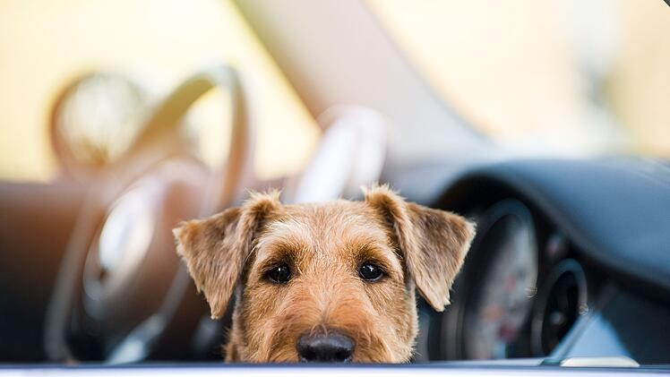 AdobeStock_puppy