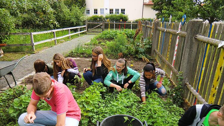 Sojabohnenexperiment der Mainleuser Schüler Foto: Marga Passing