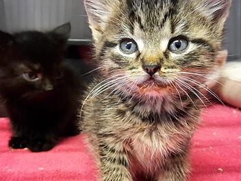 Mit großen blauen Augen schaut diese kleine Katze aus ihrem Käfig. Sie und ihr schwarzer Kollege im Hintergrund werden gerade in der Krankenstation des Tierheims gesund gepflegt. Heike Beudert