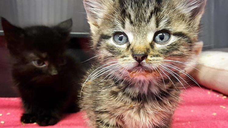 Mit großen blauen Augen schaut diese kleine Katze aus ihrem Käfig. Sie und ihr schwarzer Kollege im Hintergrund werden gerade in der Krankenstation des Tierheims gesund gepflegt. Heike Beudert
