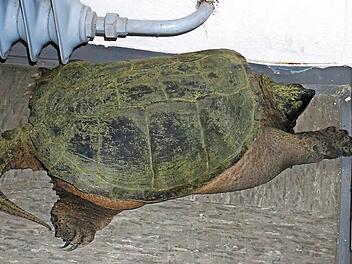 Massiver Körperbau unter dunklem Panzer - die Schnappschildkröte verzieht sich in eine Ecke ihrer Zelle.  Foto: Tina Meier