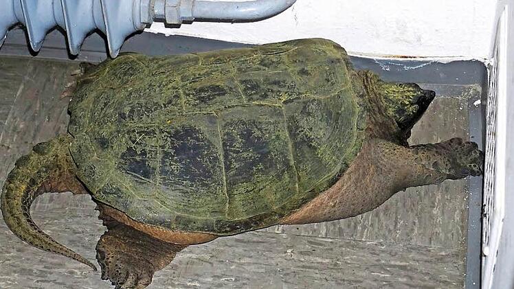 Massiver Körperbau unter dunklem Panzer - die Schnappschildkröte verzieht sich in eine Ecke ihrer Zelle.  Foto: Tina Meier