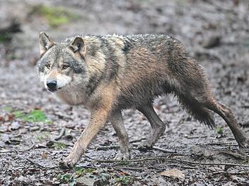 Wolf