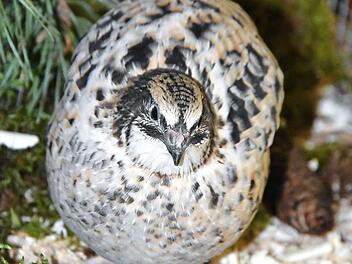 Wachtel "Fred" zeigt sich in einer Schauvoliere den Besuchern der Lokalschau in Mainleus.  Foto: Uschi Prawitz