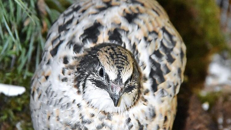 Wachtel "Fred" zeigt sich in einer Schauvoliere den Besuchern der Lokalschau in Mainleus.  Foto: Uschi Prawitz