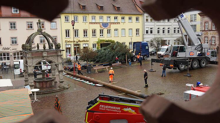 Aufstellung des WeihnachtsbaumsFoto: Arkadius Guzy