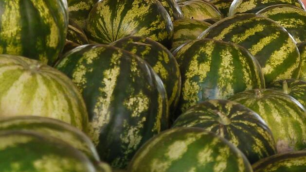 Eine Fülle an Wassermelonen brachte die diesjährige Ernte. Foto: Rebecca Vogt