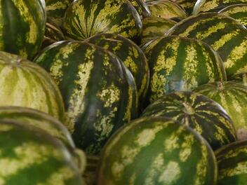 Eine F&uuml;lle an Wassermelonen brachte die diesj&auml;hrige Ernte. Foto: Rebecca Vogt