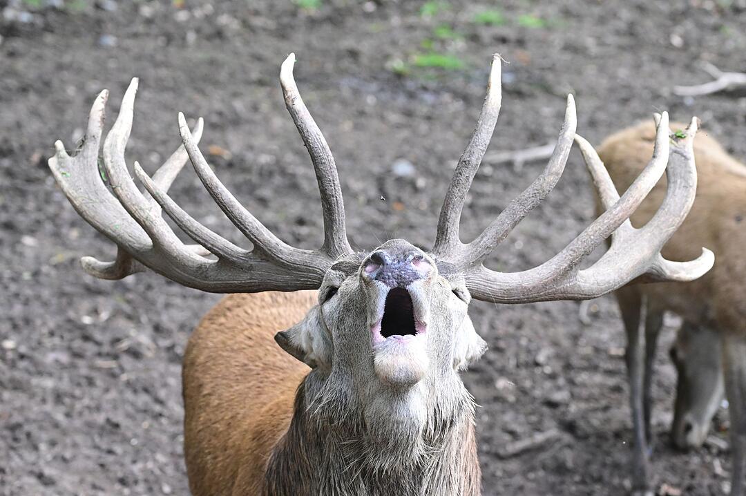 Hirschbrunft