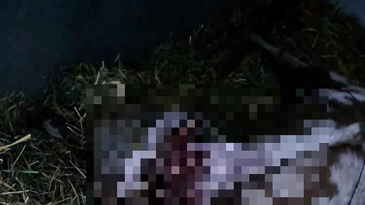 Mutma&szlig;licher Wolfsangriff in Oberelsbach: Sch&auml;fer bietet sich bei Herdensuche grausames Bild