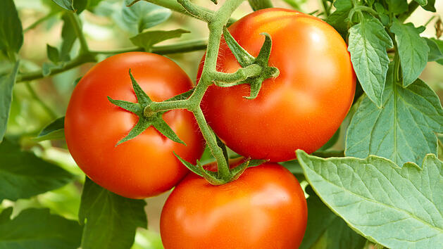 Tomaten einfach selbst züchten