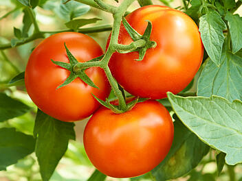 Tomaten einfach selbst züchten