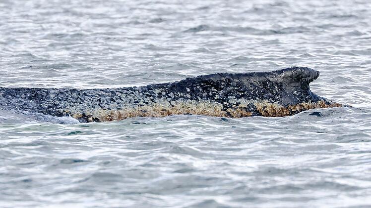 Schwimmerin in Buckelwal-N&auml;he