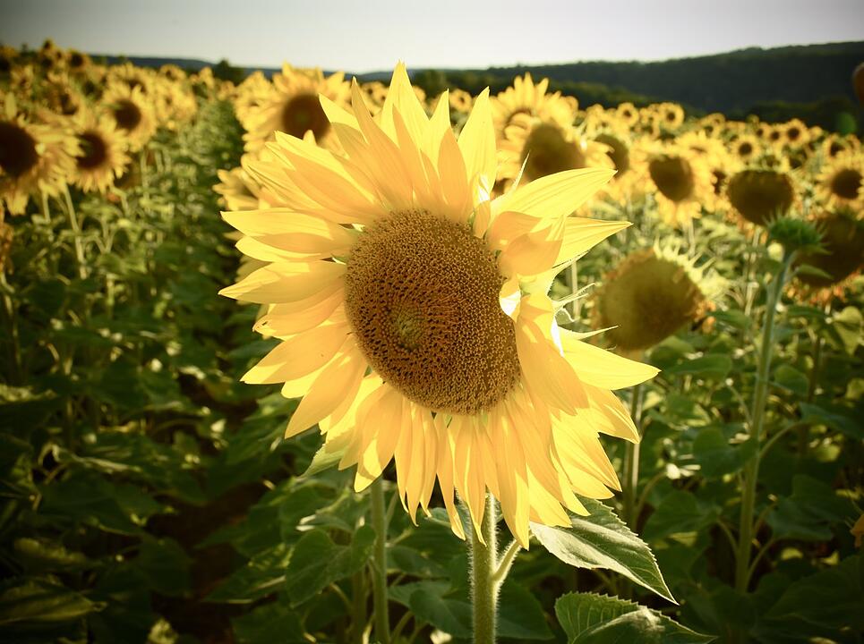 Die schönsten Sommerfotos aus Bad Kissingen und Umgebung