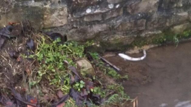 Zum wiederholten Mal sind wie ver&auml;tzt aussehende, tote Forellen in der Lillach in Dorfhaus gesehen worden. Fotos: Petra Malbrich