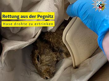 Hunde-Jagd in N&uuml;rnberg: Hase landet in Pegnitz - spektakul&auml;re Rettung