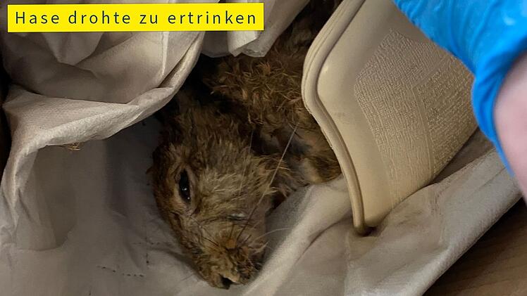 Hunde-Jagd in N&uuml;rnberg: Hase landet in Pegnitz - spektakul&auml;re Rettung