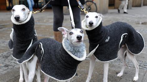 KINA - Ein schicker Mantel f&uuml;r den Hund