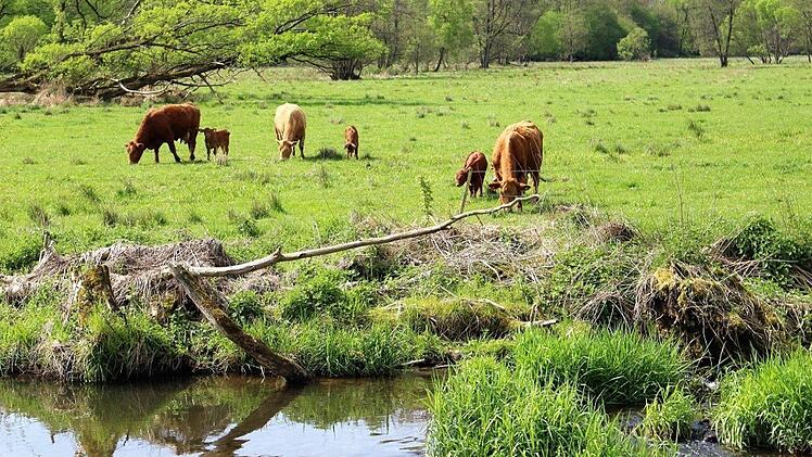 Die Rinder auf den Weideflächen zwischen Wernarz und Rupboden fühlen sich sichtlich wohl. Foto: Julia Raab