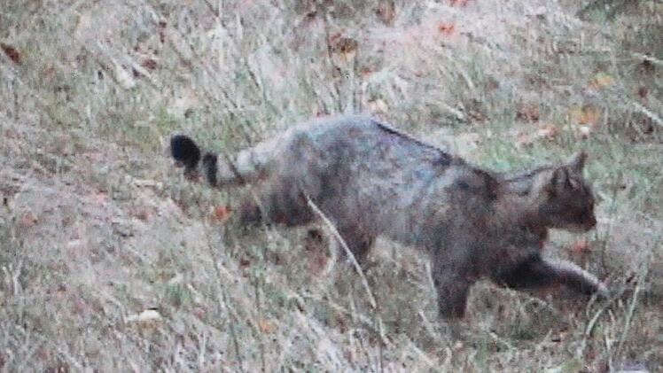 Der Beweis für eine echte Wildkatze im Revier: Das Bild zeigt ein weibliches Tier im Schondratal im Sommer 2017. Foto: Walter Löhmer