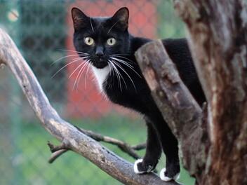 Tierheim Bamberg stellt sein "Tier der Woche" vor - Kater Leonidas abgegeben Tierheim Bamberg stellt sein "Tier der Woche" vor - Kater Leonidas abgegeben