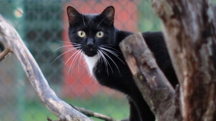 Tierheim Bamberg stellt sein "Tier der Woche" vor - Kater Leonidas abgegeben