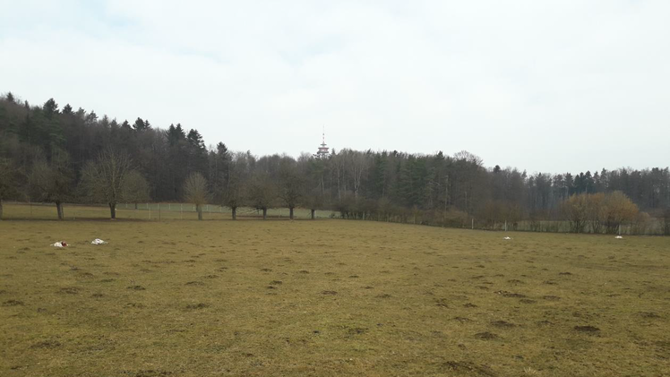 18 Tiere in Gehege get&ouml;tet: Experte vermutet Wolfsangriff