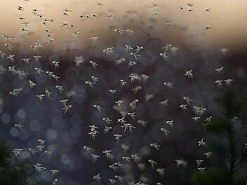 Ein Mückenschwarm im Sommer - das kann uns nach dem milden Winter diesen Sommer auch öfter erwarten. Foto: Jochen Lübke/dpa