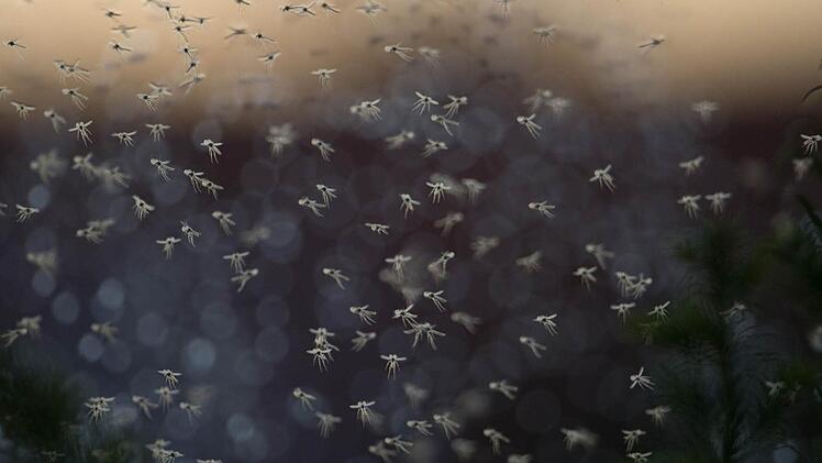 Ein Mückenschwarm im Sommer - das kann uns nach dem milden Winter diesen Sommer auch öfter erwarten. Foto: Jochen Lübke/dpa