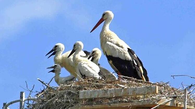 Storchen-Nachwuchs im Rossacher HorstFoto: Hans-Peter Schönecker