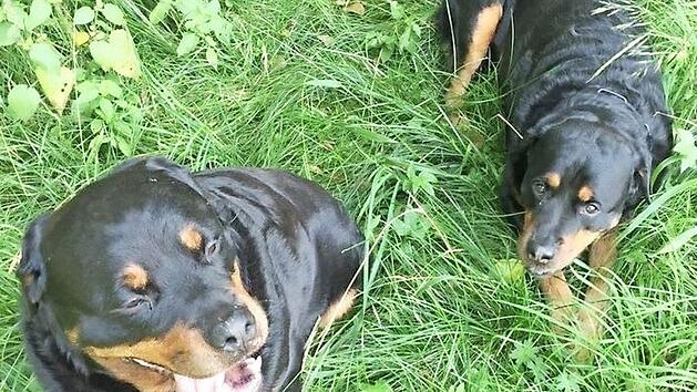 Ihr Schicksal ist noch ungewiss: "Max" (links) und "Alfons", die im Mai einen neunj&auml;hrigen Buben gebissen und schwer verletzt hatten. Sie sind ihrem Besitzer weggenommen und im Bayreuther Tierheim untergebracht worden. Dagegen klagt nun der Hundehalter. Foto: privat