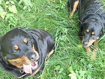 Ihr Schicksal ist noch ungewiss: "Max" (links) und "Alfons", die im Mai einen neunjährigen Buben gebissen und schwer verletzt hatten. Sie sind ihrem Besitzer weggenommen und im Bayreuther Tierheim untergebracht worden. Dagegen klagt nun der Hundehalter. Foto: privat