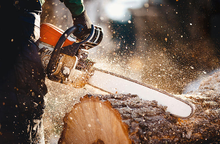Bamberg: Riesige Linde an Luitpoldschule knickt um - Memmelsdorfer Straße blockiert