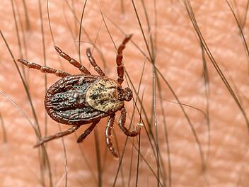Die t&uuml;ckische Krankheit FSME breitet sich aus. Experten sind ratlos. Fragen und Antworten zum Thema Zecken, Borreliose und FSME. Foto: Patrick Pleul/dpa