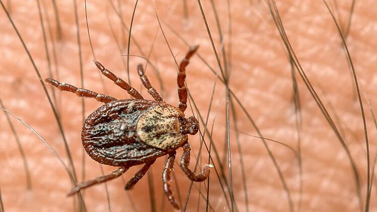 Die tückische Krankheit FSME breitet sich aus. Experten sind ratlos. Fragen und Antworten zum Thema Zecken, Borreliose und FSME. Foto: Patrick Pleul/dpa