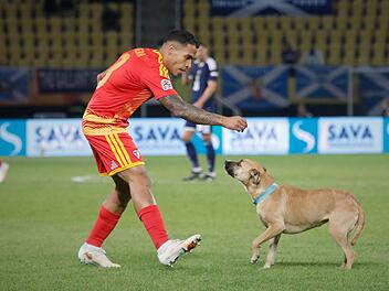 Nordmazedonien vs. Schottland: Ein Hund crasht das Spiel