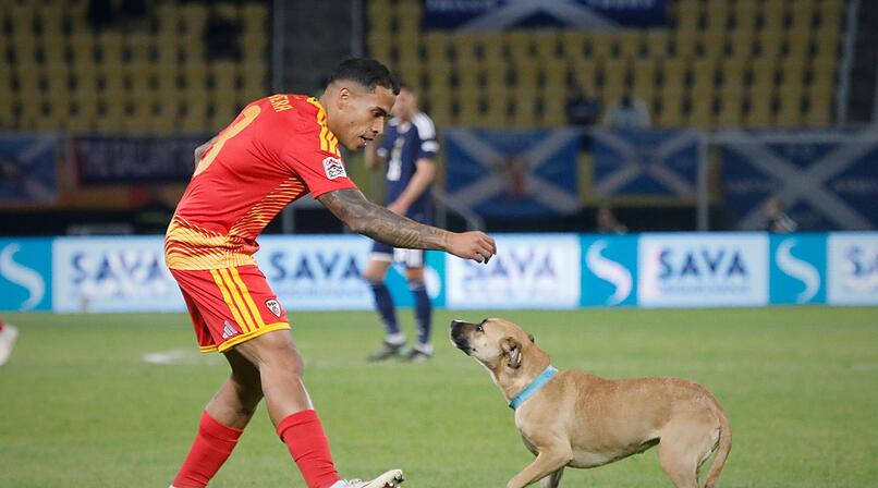 Nordmazedonien vs. Schottland: Ein Hund crasht das Spiel