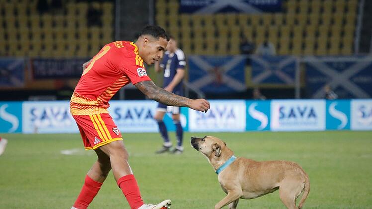 Nordmazedonien vs. Schottland: Ein Hund crasht das Spiel