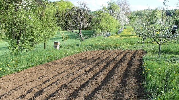 Das Kartoffelbeet ist jeder Jahr zu wechseln. Foto: Josef Schröder