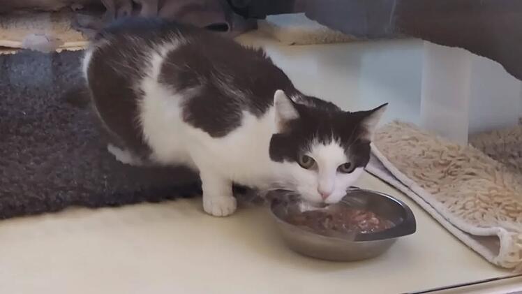 Tierheim N&uuml;rnberg vermittelt besondere Katze - das gilt es zu beachten