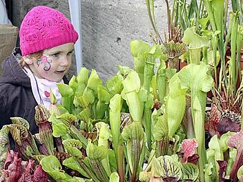 Zur Rosenmesse suchen wir die schönsten Pflanzen- und Gartenfotos unserer Leser. Foto: Archiv