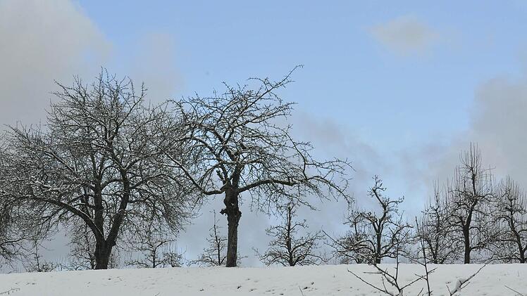 Obstgarten am Hetzleser Berg. Foto: Anne Schneider