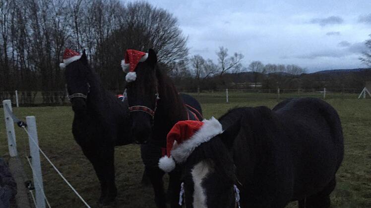 Die Pferde sind schon in Weihnachrtsstimmung. Foto: Elke Gunderman