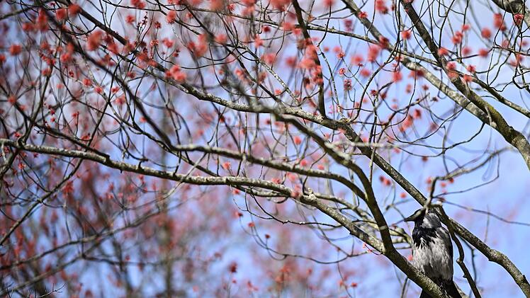 Vogel im Fr&uuml;hling