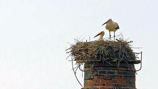 Störche in Meschenbach Foto: Hans-Peter Schönecker