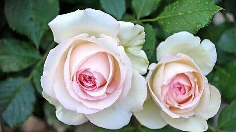 Rosen standen im Mittelpunkt des Fachvortrags beim Obst- und Gartenbauverein der drei Orte Trossenfurt, Tretzendorf und Hummelmarter.